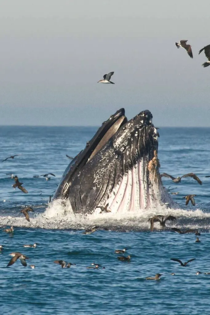 humpback whale lunging out of the water