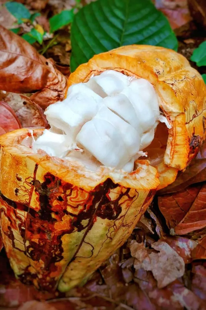 Cocoa pod from a chocolate farm tour in the Dominican Republic