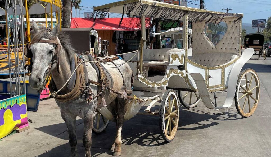 Ensenada horse carriage