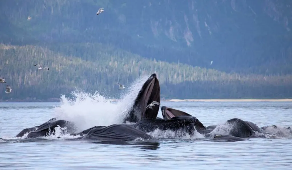 Humpback whales bubble net feeding in Juneau