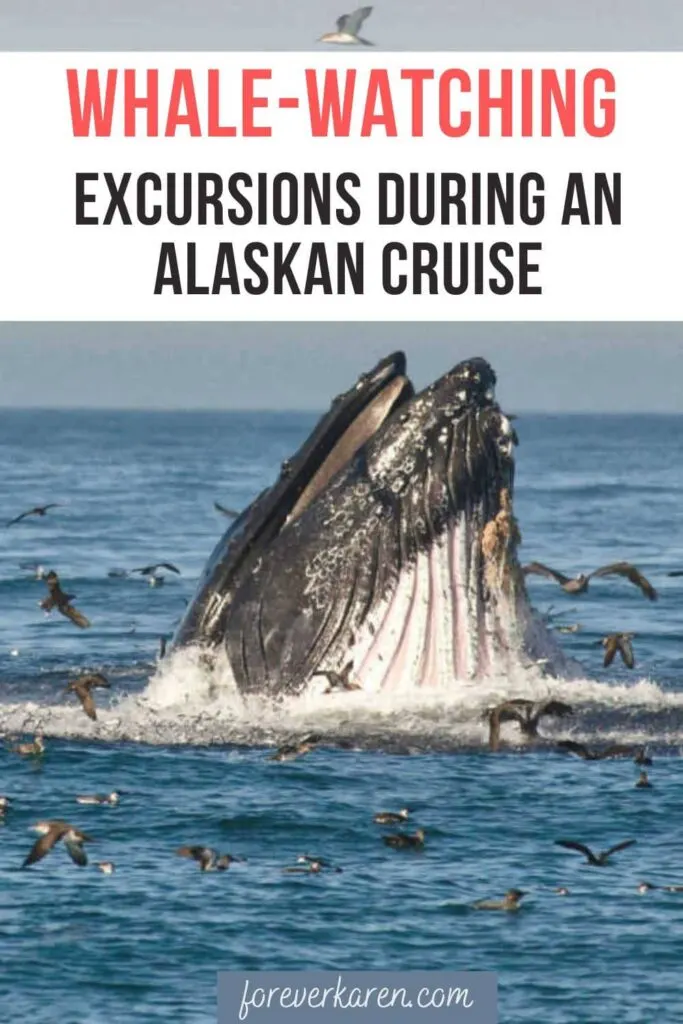 A whale lunging out the water on a Juneau whale watching tour