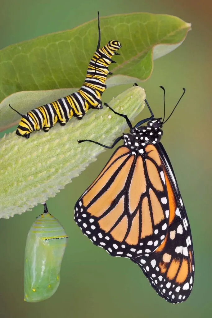 Monarch caterpillar, butterfly, and chrysalis