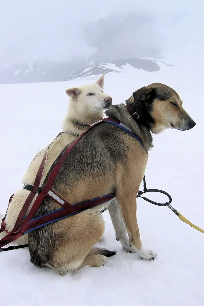 Polar and Maggot, two sled dogs