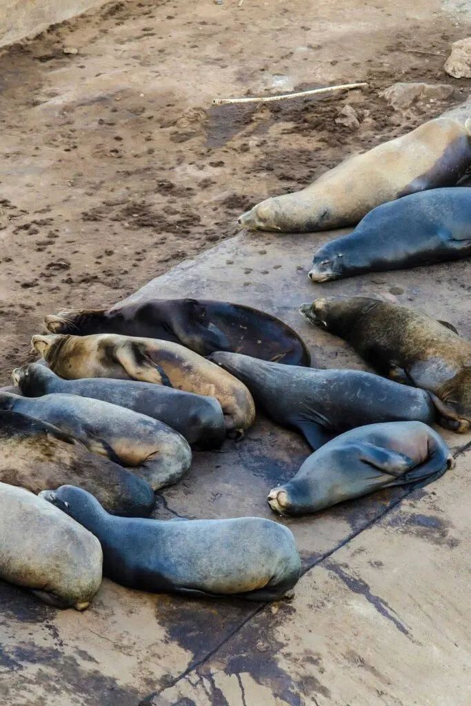 Sea lions near the Ensenada cruise port