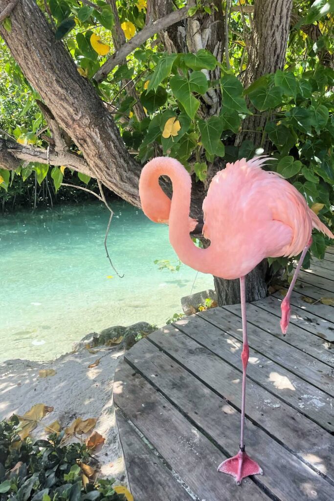 Aruba flamingo