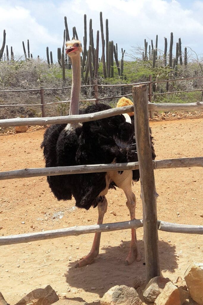 Aruba ostrich farm