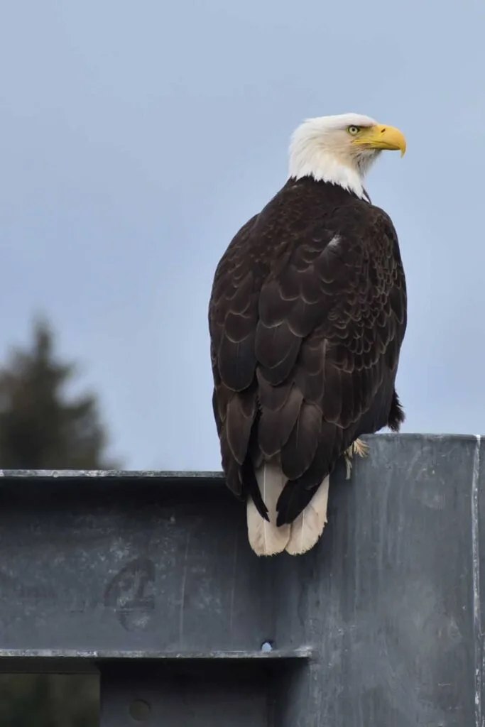 Bald eagle at the harbor in Juneau