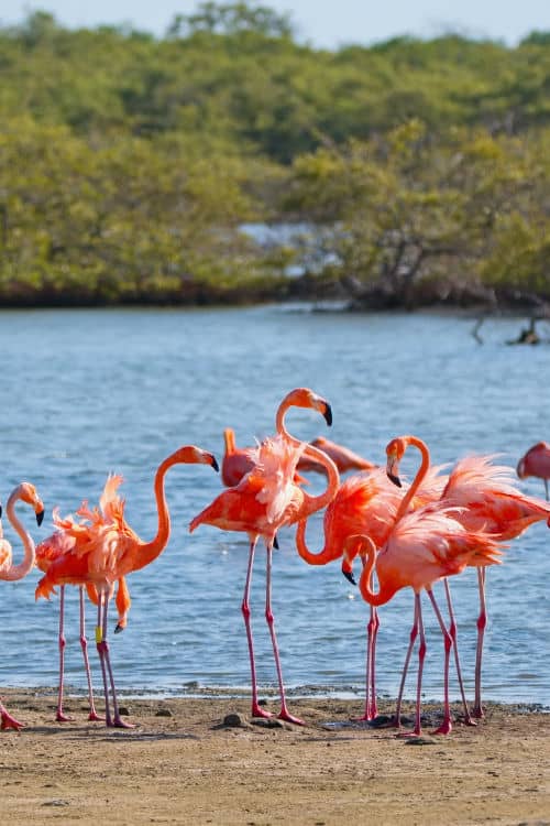 Flamingoes in Bonaire