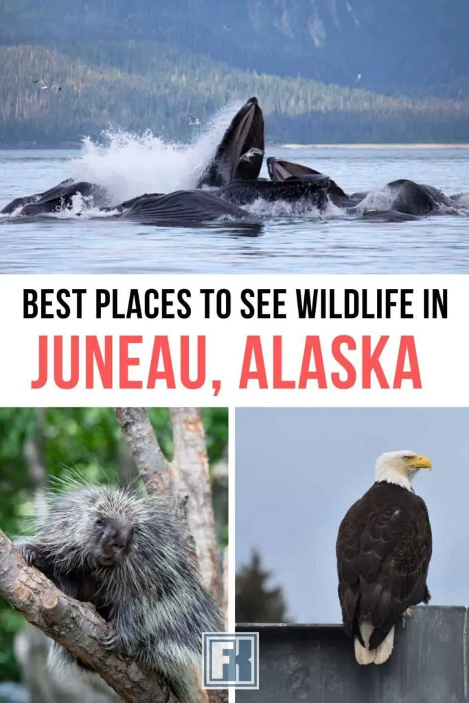 Some top places to see wildlife in Juneau - humpback whales in Auke Bay, a bald eagle at the boat harbor and porcupine at Mendenhall Glacier