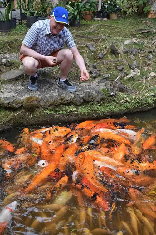 The koi feeding frenzy