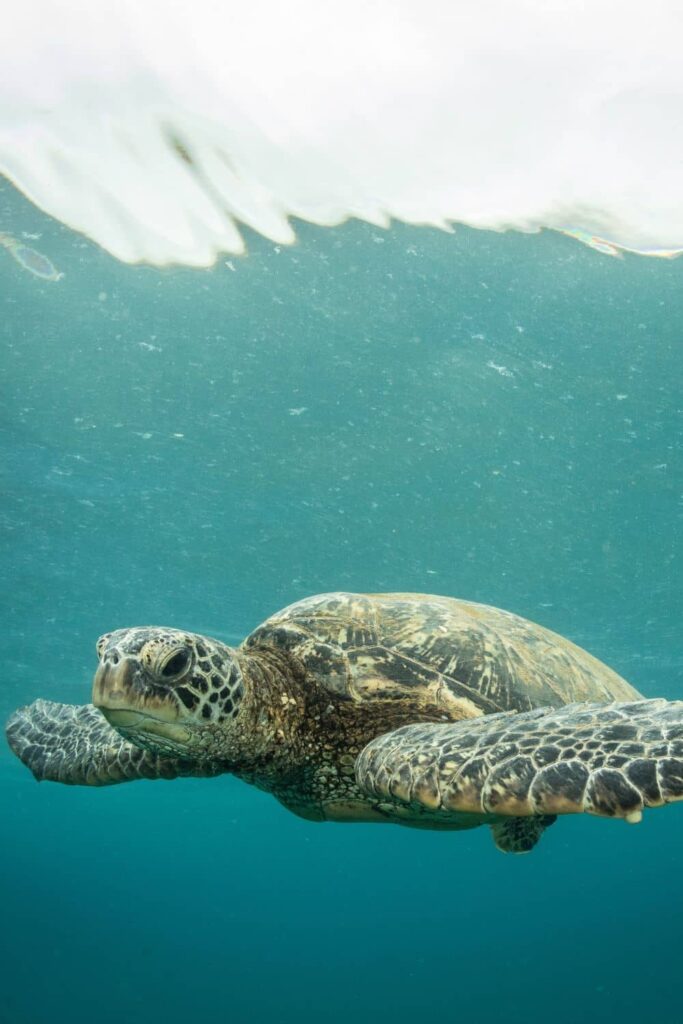 Hawaiian green sea turtle