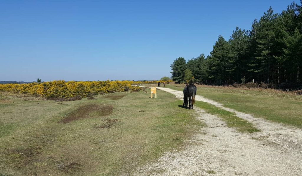 New Forest wild horses