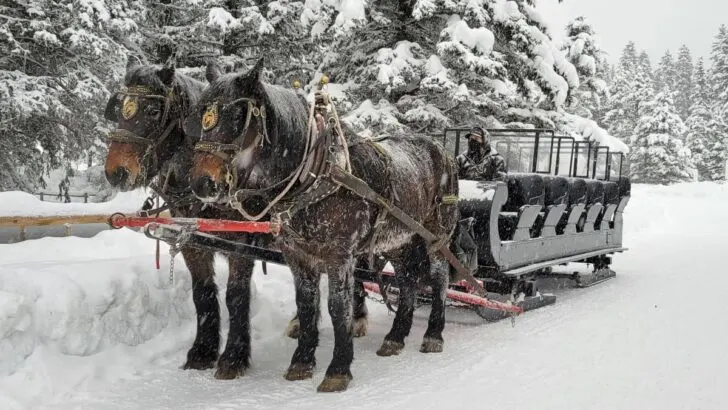 Horse drawn sleigh at Lake Louise, Alberta