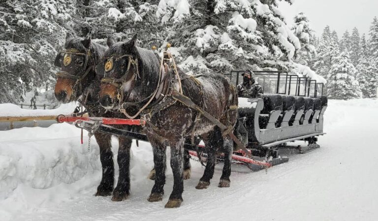 Horse drawn sleigh at Lake Louise, Alberta