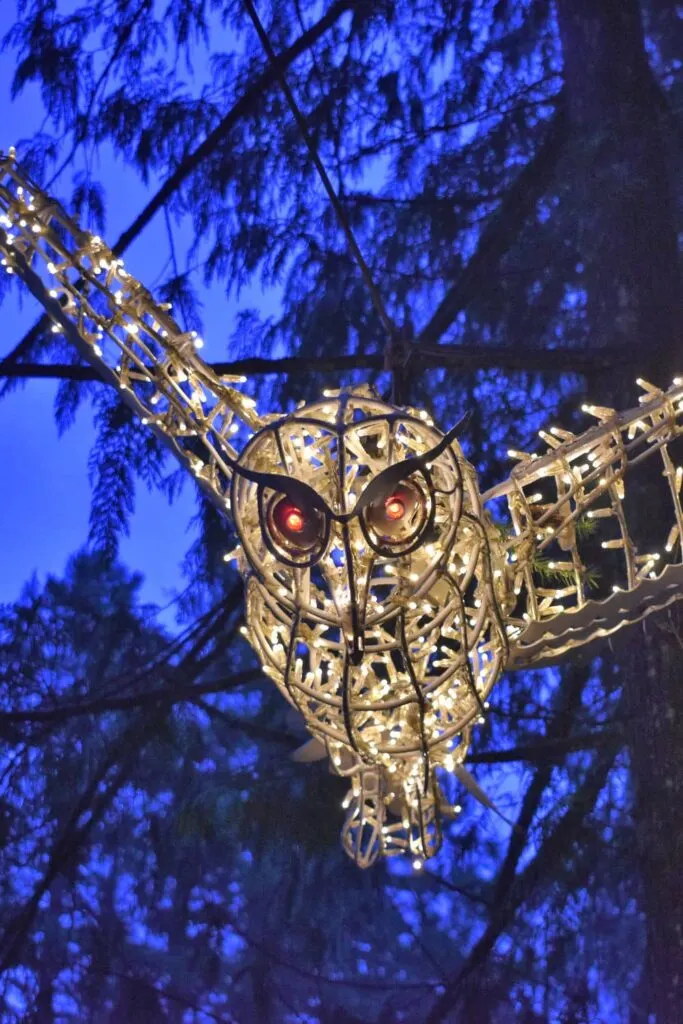 Snowy owl at Canyon Lights