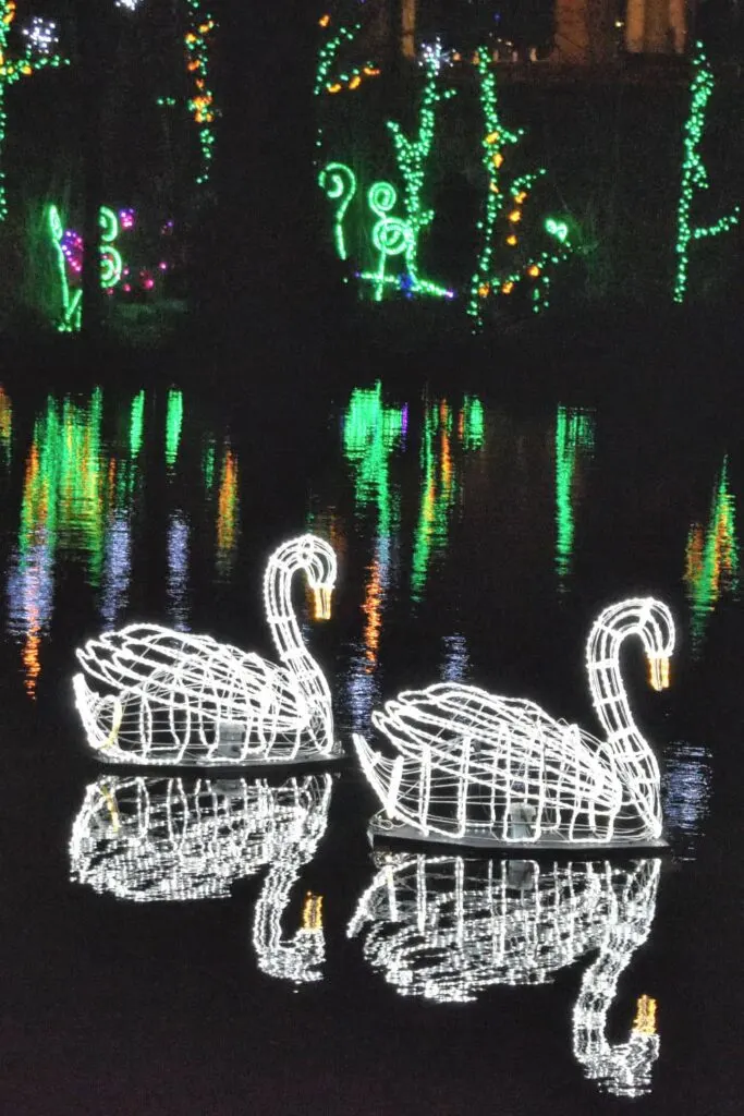 Swans at Lafarge