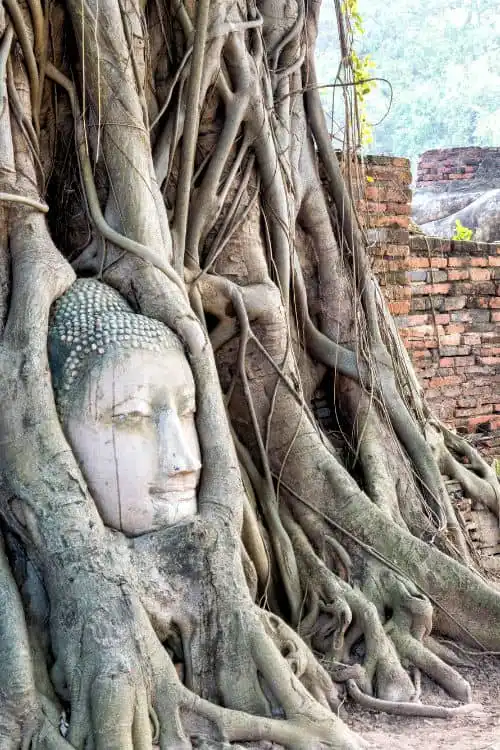 Buddha head in a tree