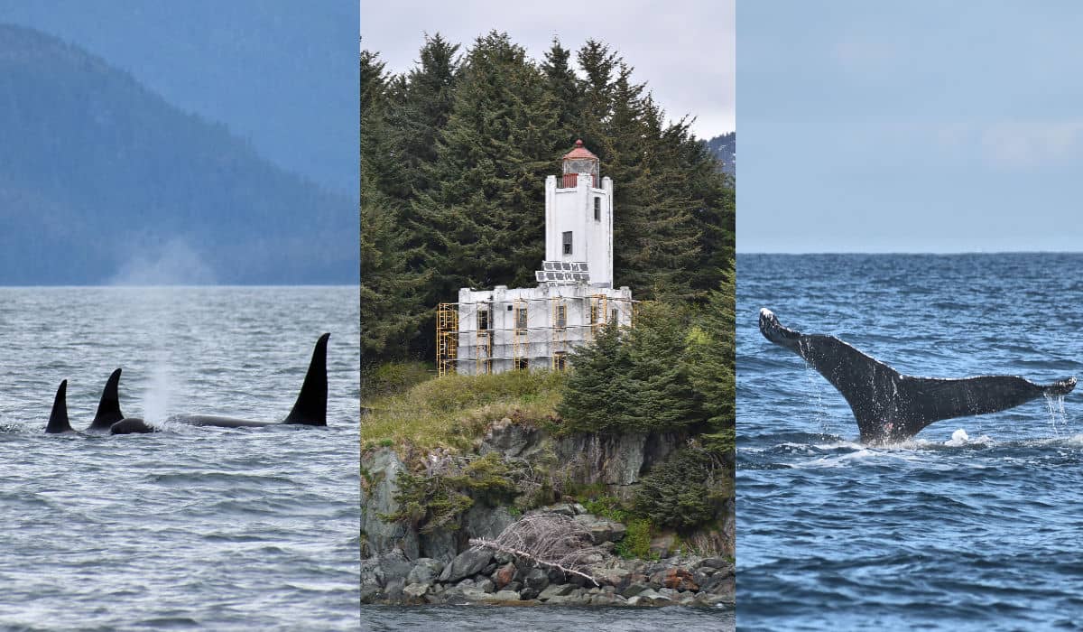 Sentinel Island Ligthhouse and whales seen on Juneau Lighthouse Tours