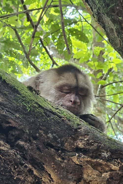 A monkey from the half-day Amazonian excursion