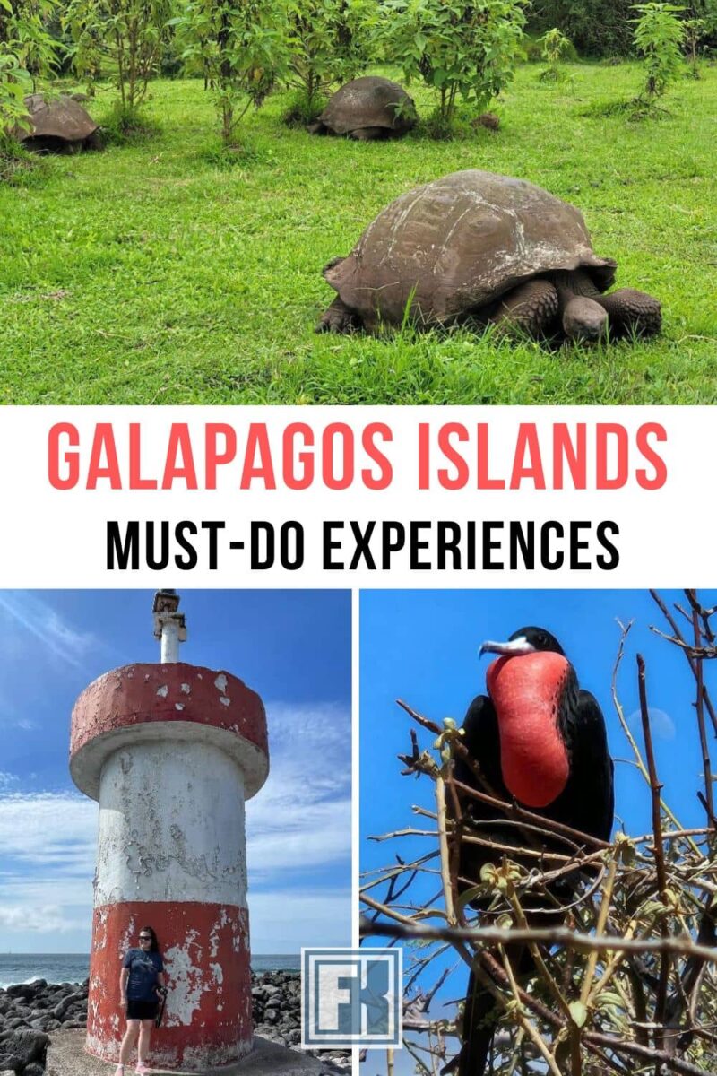 Discover the top Galapagos Islands activities. See unique wildlife, snorkel with sea lions, hike in lava fields, and explore volcanic landscapes. Discover which islands are best for certain wildlife species. Giant tortoises in the Galapagos Islands, Faro Punta Carola, and a male frigatebird