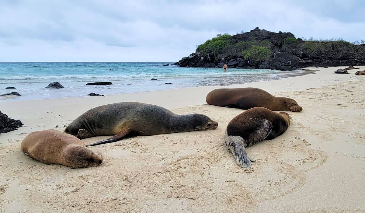 Sea lions on a Galapagos beach